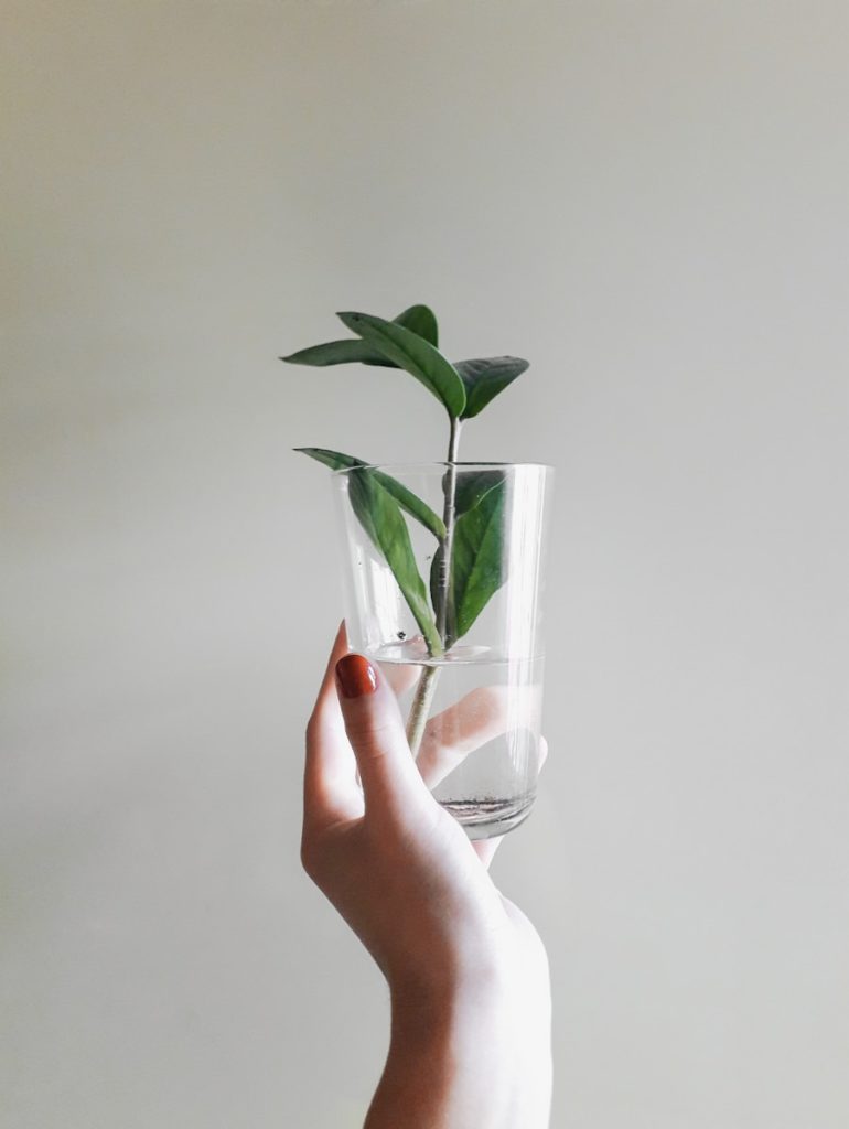 person holding clear drinking glass with water and green plant