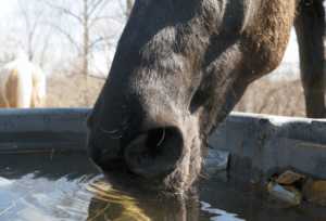 Лошадь воду пьет